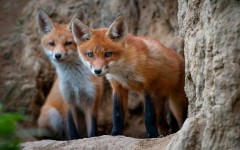 Desktop wallpaper. Animals. ID:84749