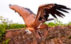 Desktop wallpaper. Animals. ID:84813