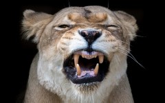 Desktop wallpaper. Animals. ID:84861