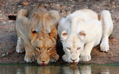 Desktop wallpaper. Animals. ID:84886