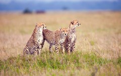 Desktop wallpaper. Animals. ID:84929