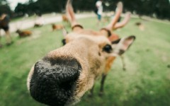 Desktop wallpaper. Animals. ID:84940