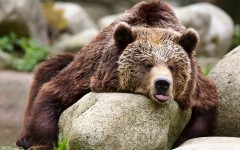 Desktop wallpaper. Animals. ID:84996