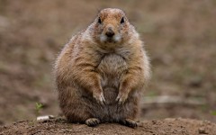 Desktop wallpaper. Animals. ID:85025