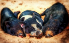Desktop wallpaper. Animals. ID:85039