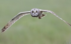 Desktop wallpaper. Animals. ID:85044