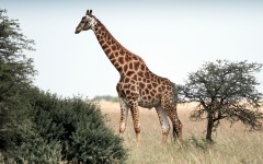 Desktop wallpaper. Animals. ID:85045