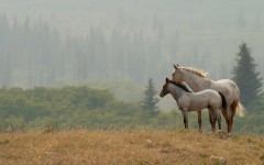 Desktop wallpaper. Animals. ID:85096