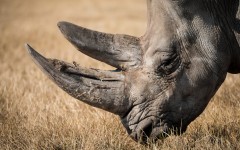 Desktop wallpaper. Animals. ID:85108