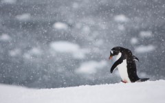 Desktop wallpaper. Animals. ID:85133