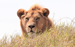 Desktop wallpaper. Animals. ID:85162