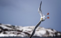 Desktop wallpaper. Animals. ID:85165