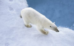 Desktop wallpaper. Animals. ID:85172