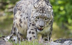 Desktop wallpaper. Animals. ID:85217