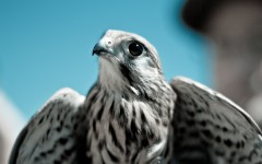 Desktop wallpaper. Animals. ID:85230