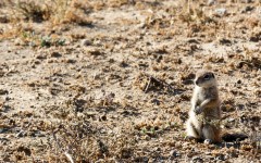 Desktop wallpaper. Animals. ID:85358