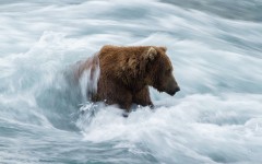 Desktop wallpaper. Animals. ID:85368