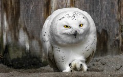 Desktop wallpaper. Animals. ID:85394