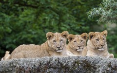 Desktop wallpaper. Animals. ID:85459