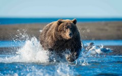 Desktop wallpaper. Animals. ID:85504