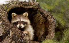 Desktop wallpaper. Animals. ID:85544