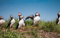 Desktop wallpaper. Animals. ID:85658