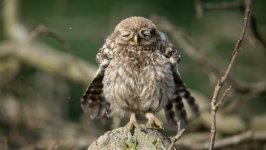 Desktop wallpaper. Animals. ID:93409