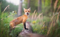 Desktop wallpaper. Animals. ID:85755