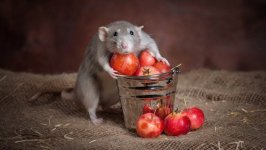 Desktop wallpaper. Animals. ID:93372