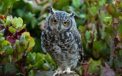 Desktop wallpaper. Animals. ID:86040
