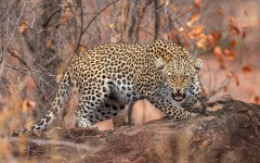 Desktop image. Animals. ID:86853
