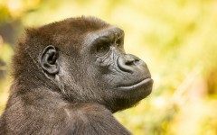 Desktop image. Animals. ID:86870