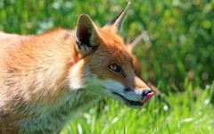 Desktop image. Animals. ID:86894