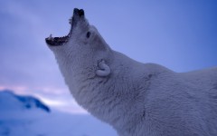 Desktop image. Animals. ID:87070
