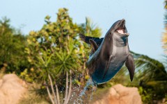 Desktop image. Animals. ID:87411