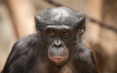 Desktop image. Animals. ID:87414