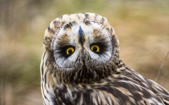 Desktop image. Animals. ID:87498