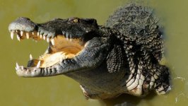 Desktop wallpaper. Animals. ID:93295