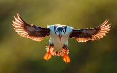 Desktop image. Animals. ID:87801