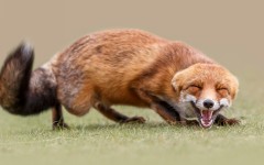 Desktop image. Animals. ID:87833