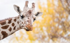 Desktop image. Animals. ID:87857