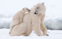 Desktop image. Animals. ID:87864