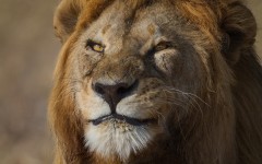Desktop image. Animals. ID:87867