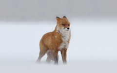 Desktop image. Animals. ID:87890