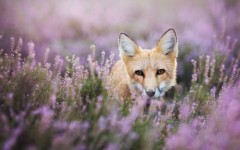 Desktop image. Animals. ID:87925
