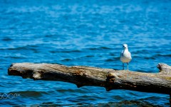 Desktop image. Animals. ID:88002