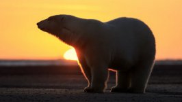 Desktop wallpaper. Animals. ID:93194