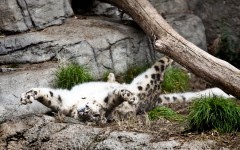 Desktop image. Animals. ID:88069