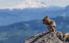 Desktop image. Animals. ID:88071