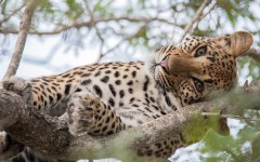 Desktop image. Animals. ID:88116